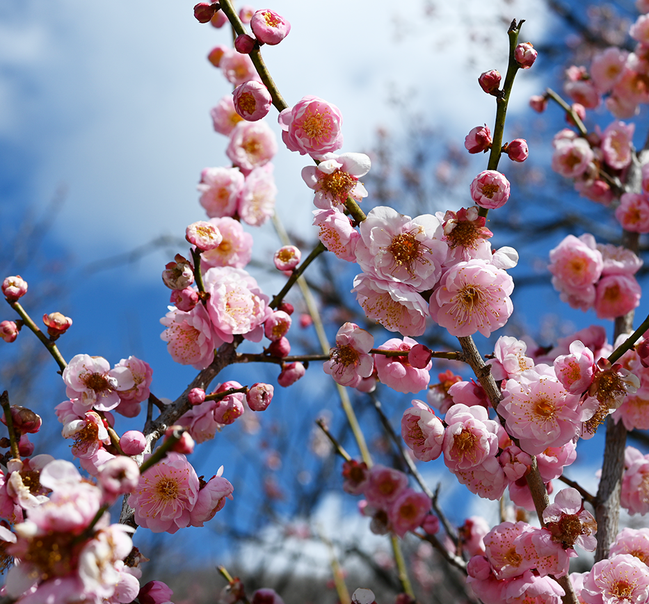 梅林公園の梅