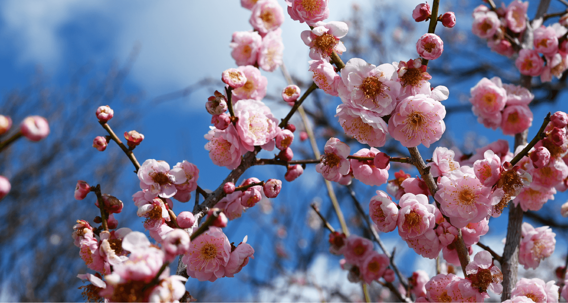 梅林公園の梅